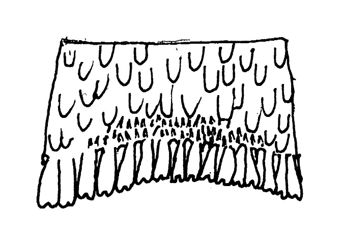 Bovenkant achterlijfsegment van Hypatopa binotella (Blastobasidae).